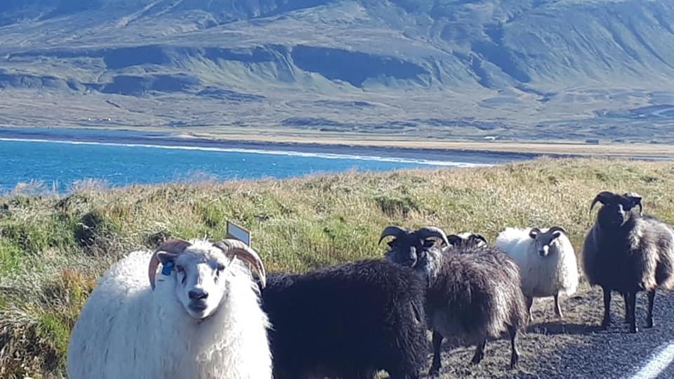 Bikers Paradise Ólafsvík エクステリア 写真